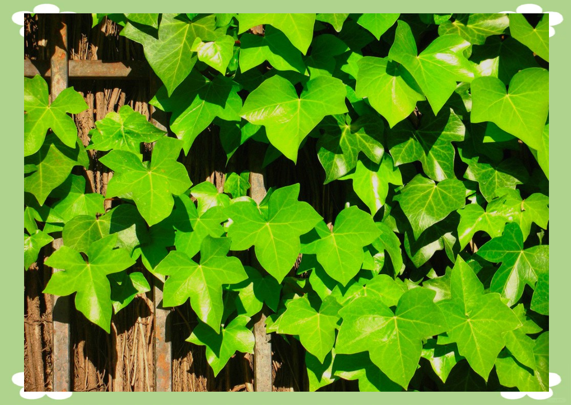 Ivy League (Introduction to Ivy League)